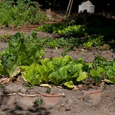 度假居 I Di Naxos 贾迪尼-纳克索斯